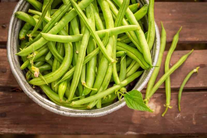 Beans Farming in Kenya: A Comprehensive Guide for Farmers