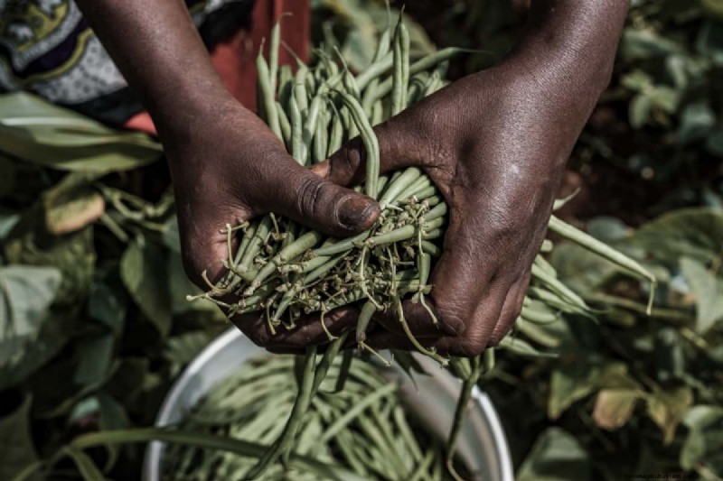 Beans Farming in Kenya: A Comprehensive Guide for Farmers