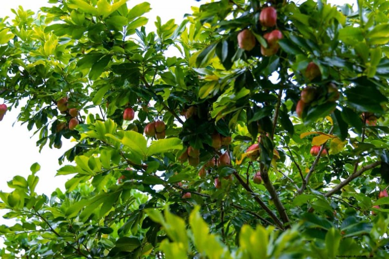 Fruit Tree Planting Mistakes: Avoid These Common Errors