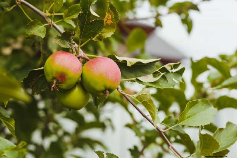 Fruit Tree Planting Mistakes: Avoid These Common Errors