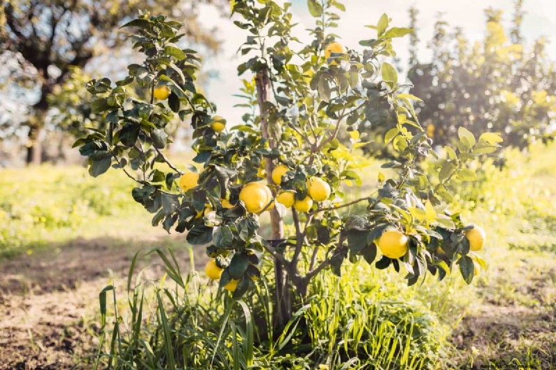 Fruit Tree Planting Mistakes: Avoid These Common Errors