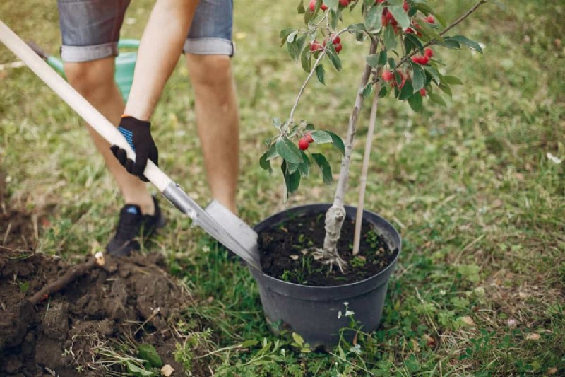 Fruit Tree Planting Mistakes: Avoid These Common Errors