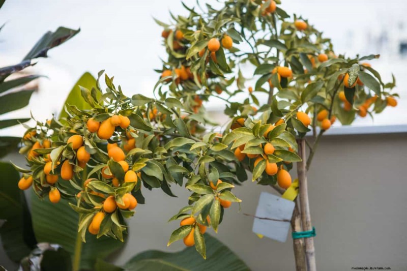 Fruit Tree Planting Mistakes: Avoid These Common Errors