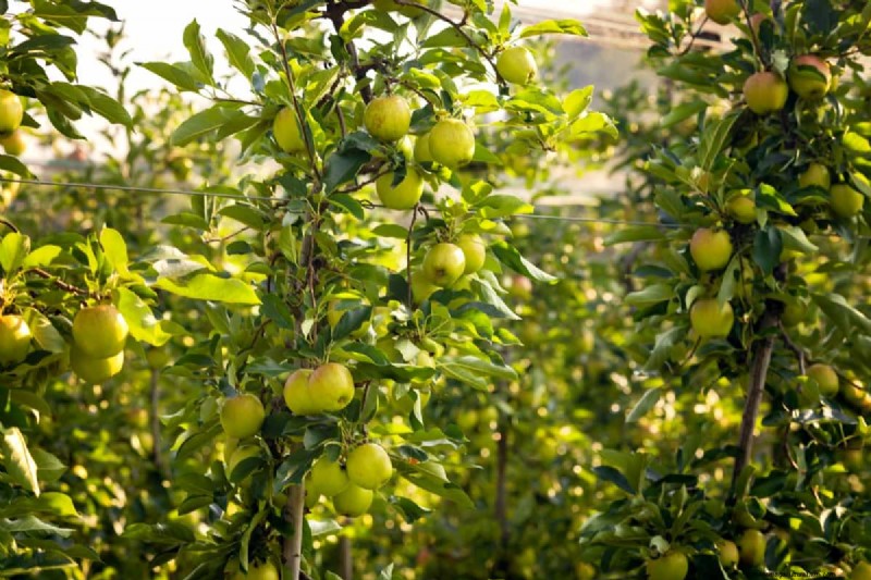 Fruit Tree Planting Mistakes: Avoid These Common Errors