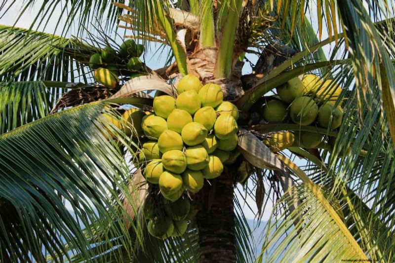 Maximize Coconut Yield: Proven Pollination Strategies for Farmers