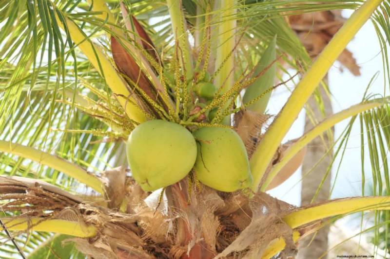 Maximize Coconut Yield: Proven Pollination Strategies for Farmers