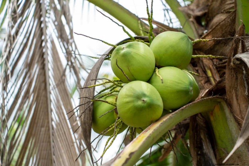 Maximize Coconut Yield: Proven Pollination Strategies for Farmers