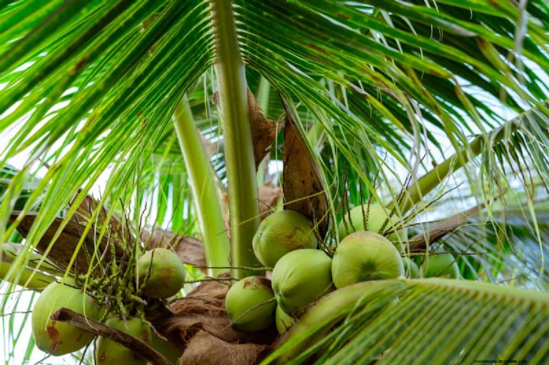 Maximize Coconut Yield: Proven Pollination Strategies for Farmers