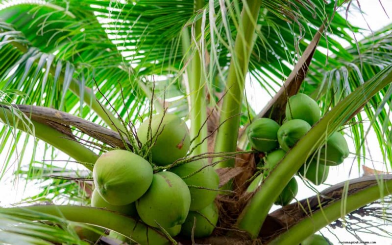 Maximize Coconut Yield: Proven Pollination Strategies for Farmers