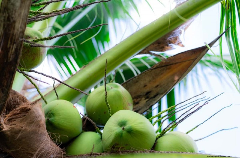 Maximize Coconut Yield: Proven Pollination Strategies for Farmers