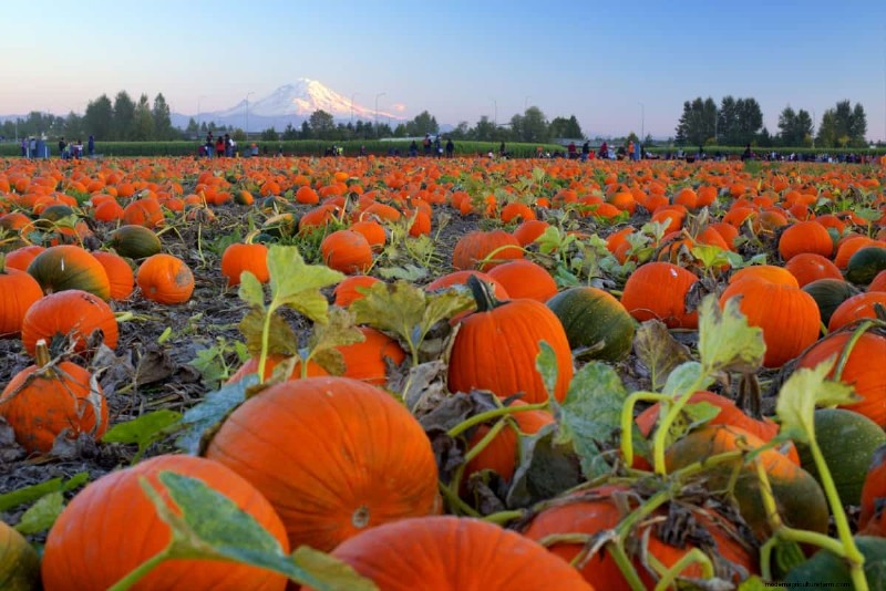 Pumpkin Pollination: Maximize Yield & Harvest - Expert Guide