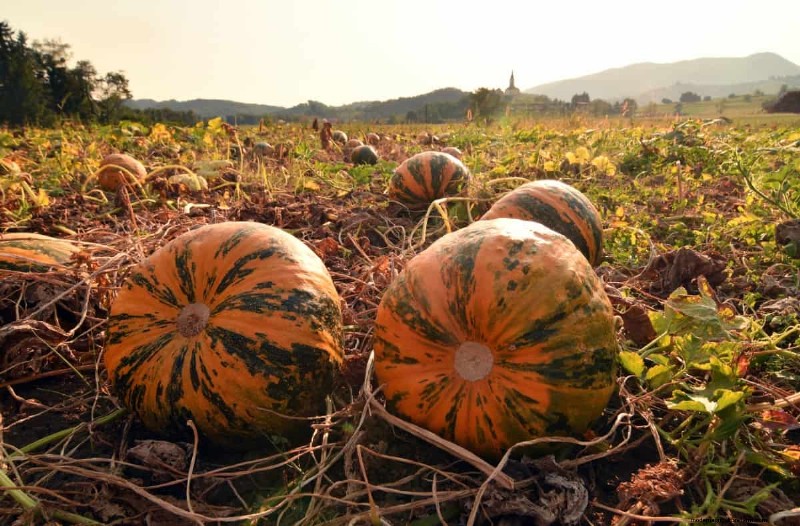 Pumpkin Pollination: Maximize Yield & Harvest - Expert Guide