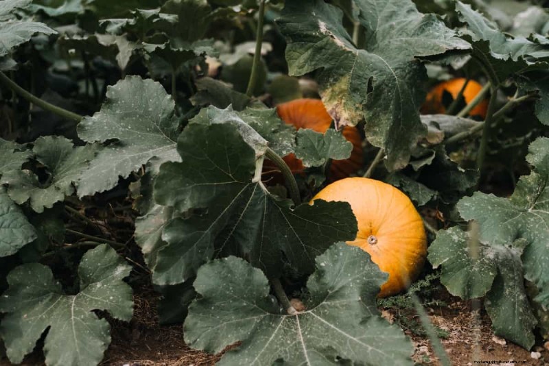 Pumpkin Pollination: Maximize Yield & Harvest - Expert Guide