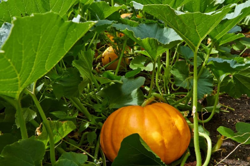 Pumpkin Pollination: Maximize Yield & Harvest - Expert Guide