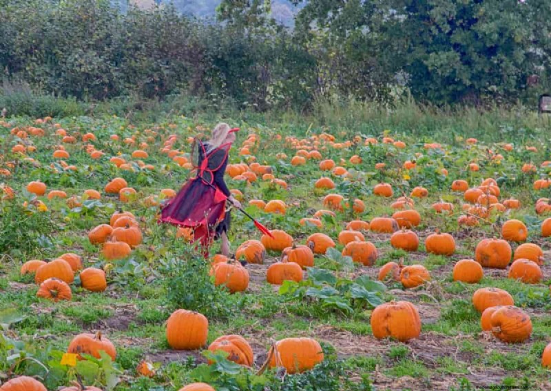 Pumpkin Pollination: Maximize Yield & Harvest - Expert Guide