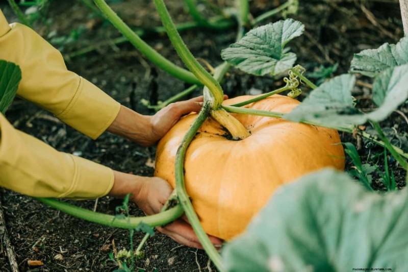 Pumpkin Pollination: Maximize Yield & Harvest - Expert Guide