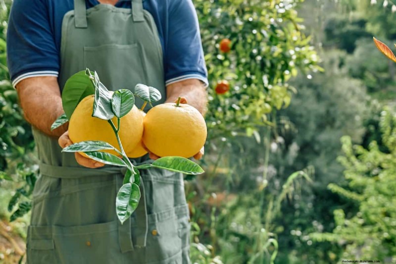 Citrus Preservation: Sustainable Solutions for Freshness & Quality
