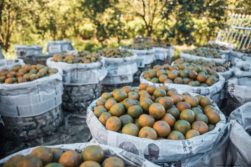 Citrus Preservation: Sustainable Solutions for Freshness & Quality
