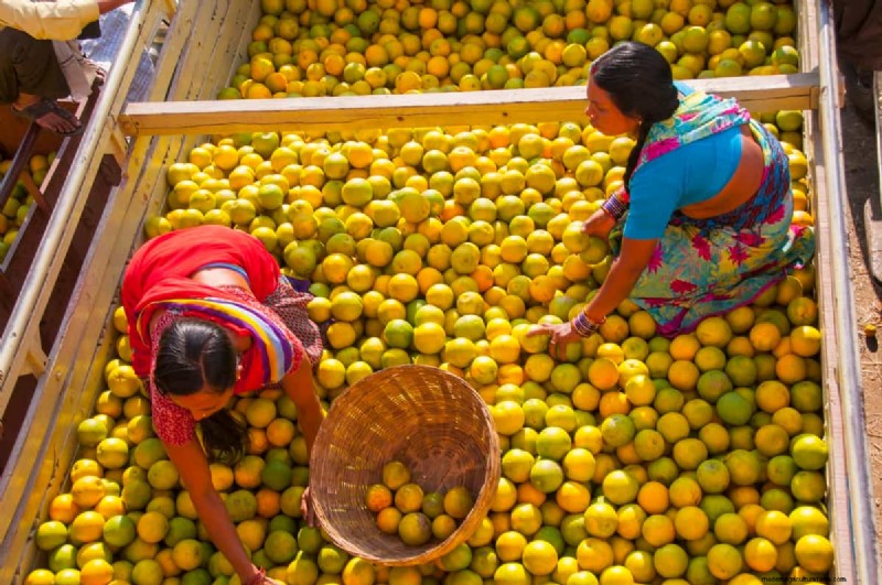 Citrus Preservation: Sustainable Solutions for Freshness & Quality