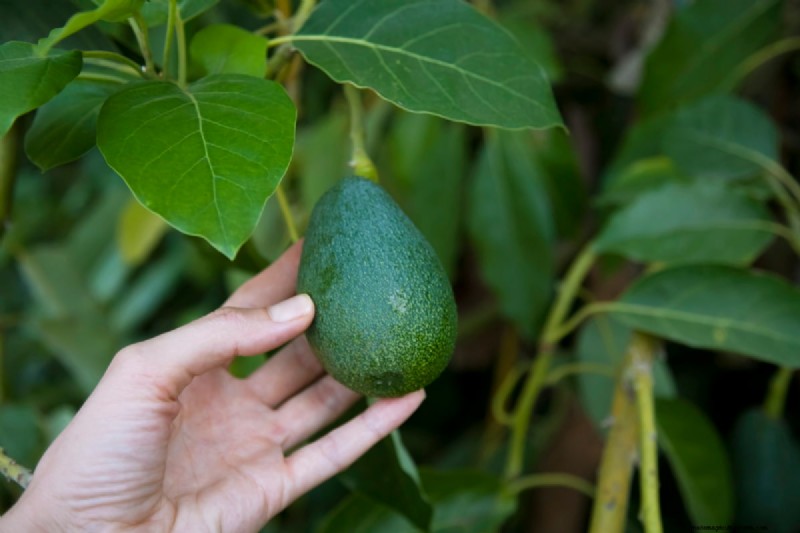 Avocado Contract Farming in India: A Profit-Driven Guide
