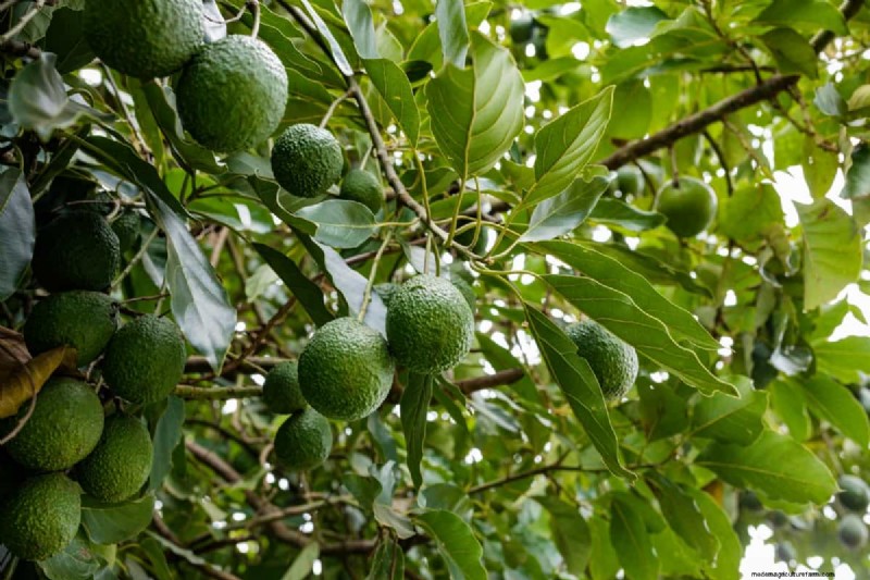 Avocado Contract Farming in India: A Profit-Driven Guide