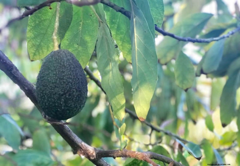 Avocado Contract Farming in India: A Profit-Driven Guide