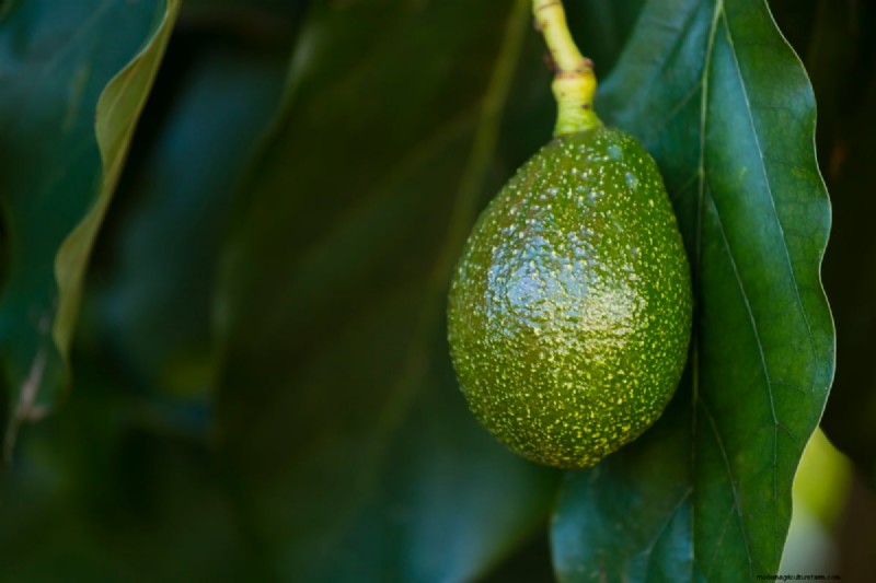 Avocado Contract Farming in India: A Profit-Driven Guide