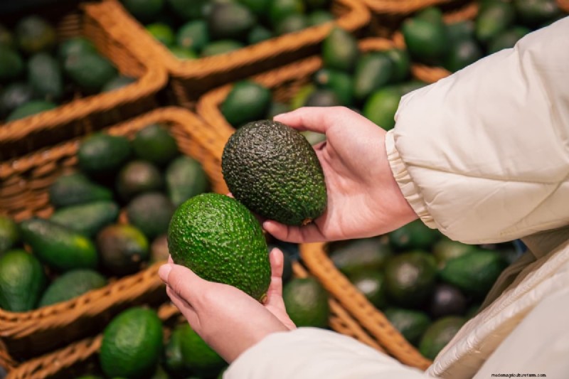 Avocado Contract Farming in India: A Profit-Driven Guide