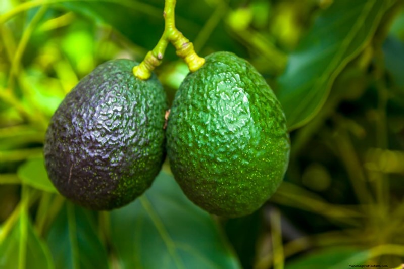 Avocado Contract Farming in India: A Profit-Driven Guide