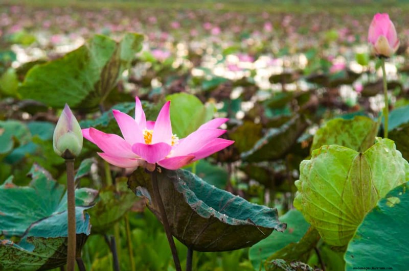Lotus Cultivation: A Complete Guide to Planting, Growing & Harvesting