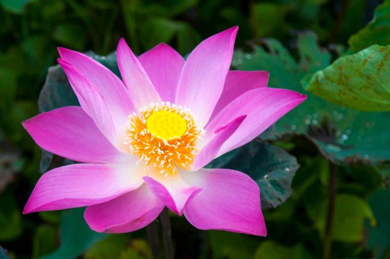 Lotus Cultivation: A Complete Guide to Planting, Growing & Harvesting