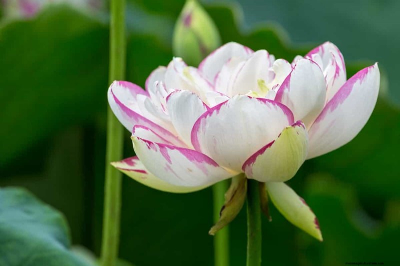 Lotus Cultivation: A Complete Guide to Planting, Growing & Harvesting