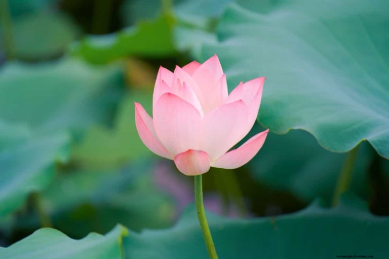 Lotus Cultivation: A Complete Guide to Planting, Growing & Harvesting