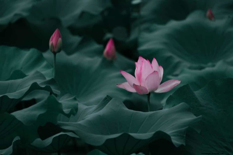 Lotus Cultivation: A Complete Guide to Planting, Growing & Harvesting