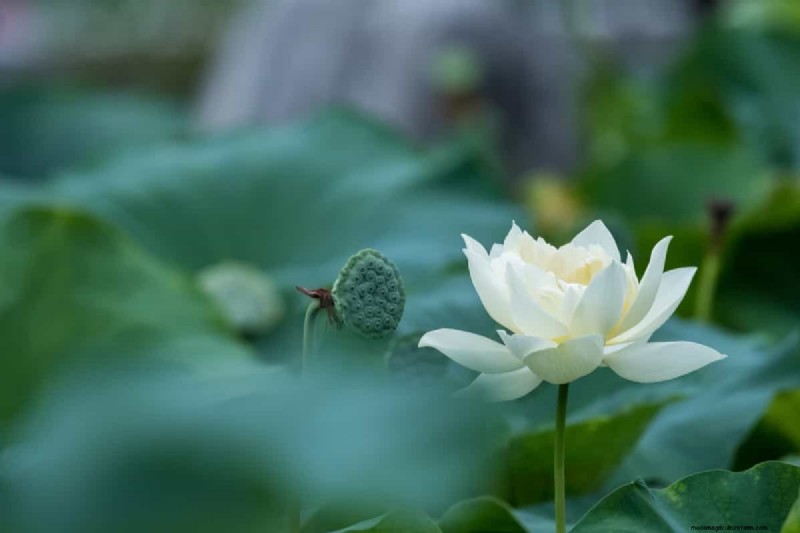 Lotus Cultivation: A Complete Guide to Planting, Growing & Harvesting
