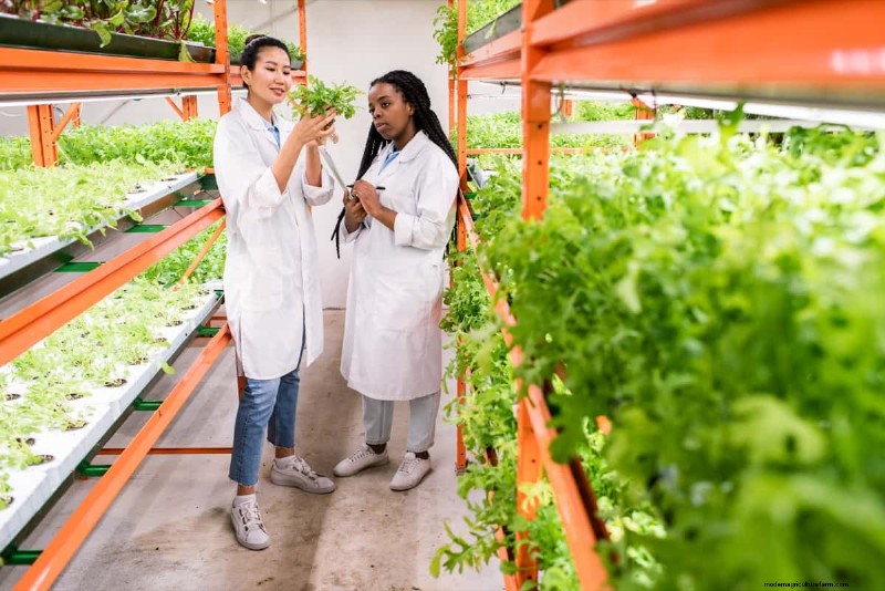 Hydroponics in Education: STEM Learning & Sustainability for Schools