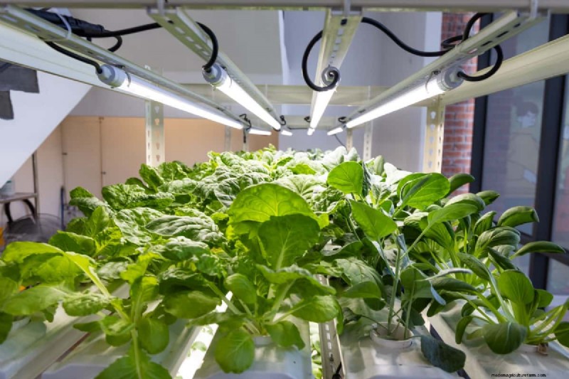 Hydroponics in Education: STEM Learning & Sustainability for Schools