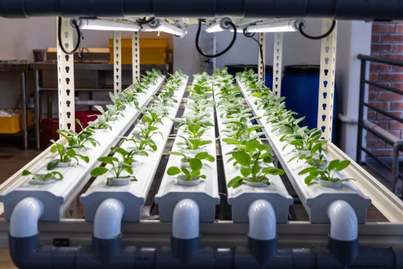 Hydroponics in Education: STEM Learning & Sustainability for Schools