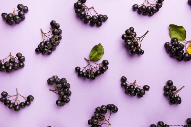 Elderberry Farming: A Complete Guide to Growing, Harvesting & Profiting