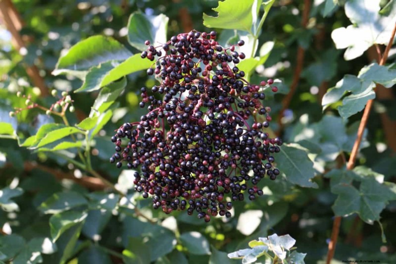 Elderberry Farming: A Complete Guide to Growing, Harvesting & Profiting
