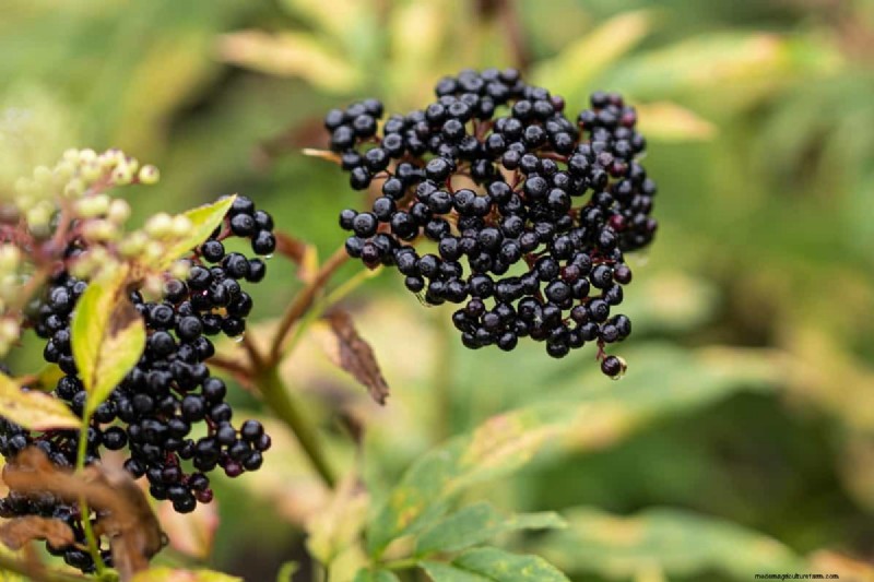 Elderberry Farming: A Complete Guide to Growing, Harvesting & Profiting