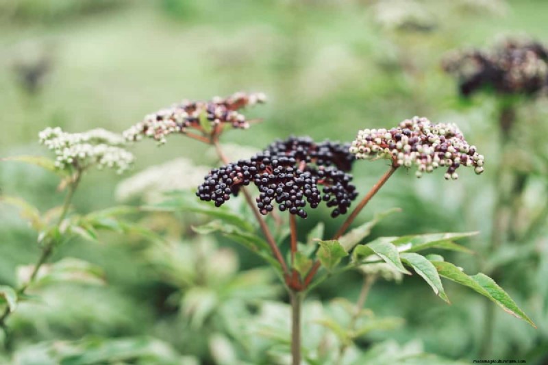 Elderberry Farming: A Complete Guide to Growing, Harvesting & Profiting