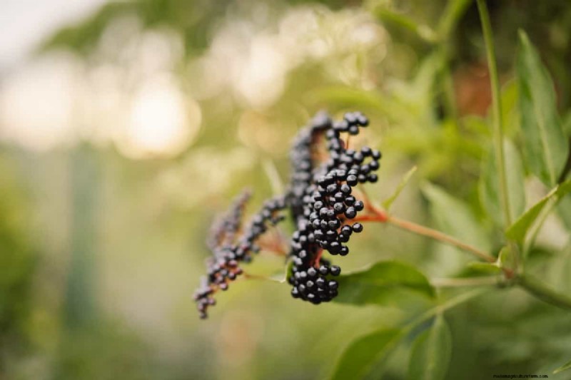 Elderberry Farming: A Complete Guide to Growing, Harvesting & Profiting