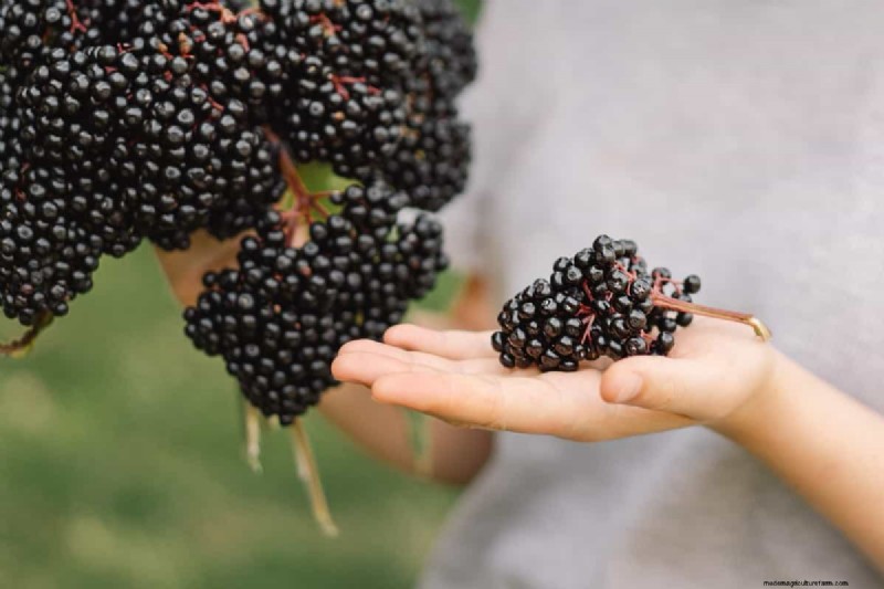 Elderberry Farming: A Complete Guide to Growing, Harvesting & Profiting