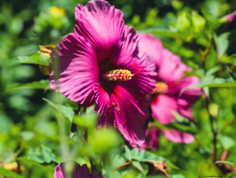 Hibiscus Pest & Disease Control: Proven Strategies for Healthy Blooms