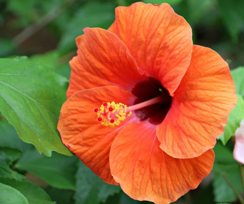 Hibiscus Pest & Disease Control: Proven Strategies for Healthy Blooms