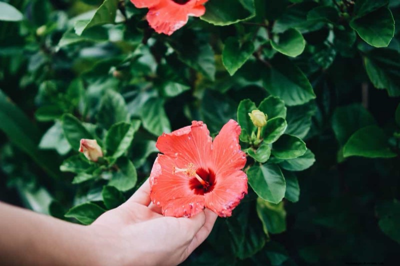 Hibiscus Pest & Disease Control: Proven Strategies for Healthy Blooms