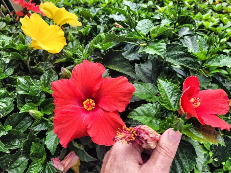 Hibiscus Pest & Disease Control: Proven Strategies for Healthy Blooms