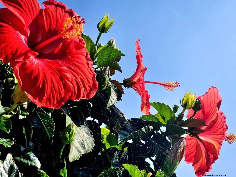 Hibiscus Pest & Disease Control: Proven Strategies for Healthy Blooms