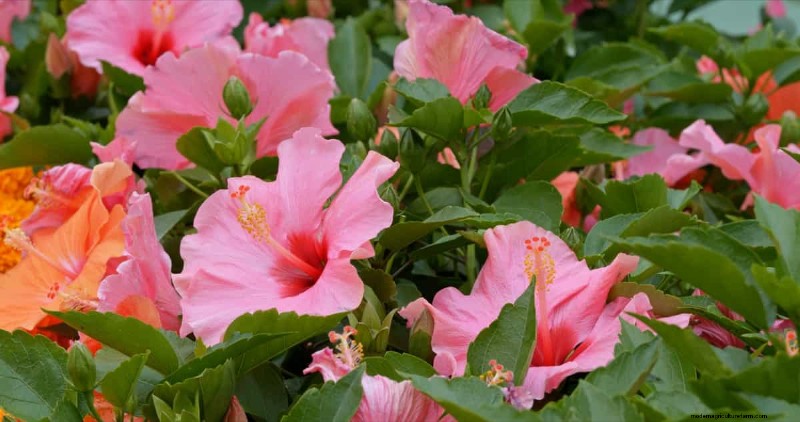 Hibiscus Pest & Disease Control: Proven Strategies for Healthy Blooms